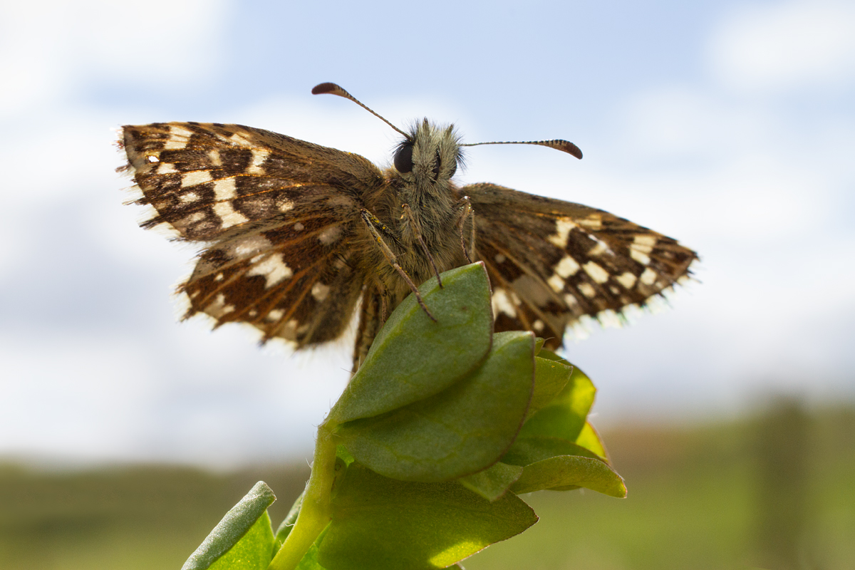 Grizzled Skipper wideangle